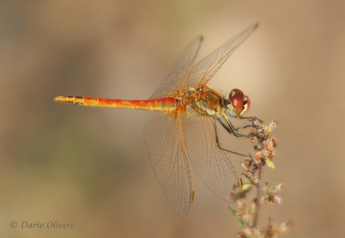 Scheda: Sympetrum fonscolombii